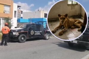 sucedió en Juarez, Nuevo León