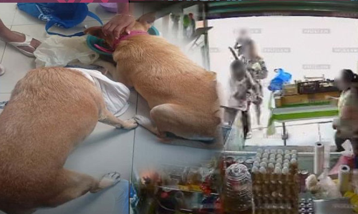 Rescatan a dos perros víctimas de maltrato en Tlalnepantla