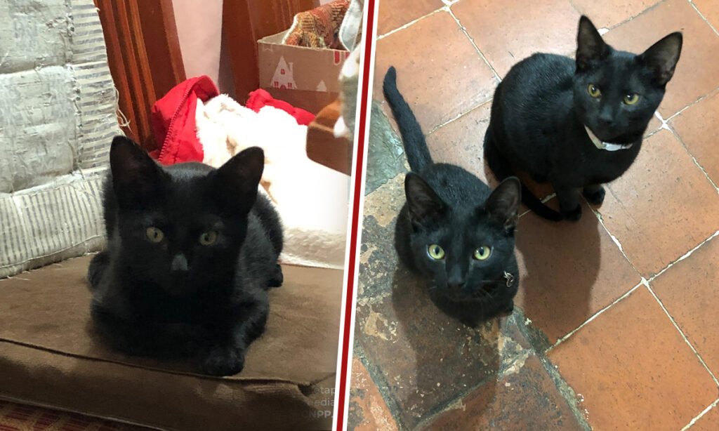 Toluca protegerá gatos negros