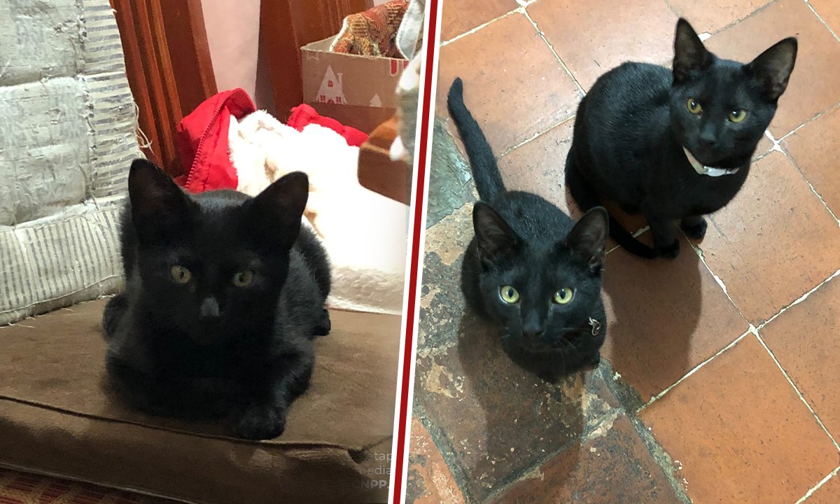 Toluca protegerá gatos negros
