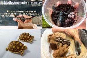animales salvajes asegurados
