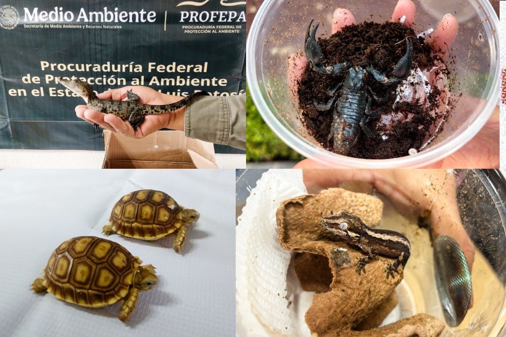 animales salvajes asegurados