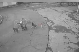 ataque de jauria de perros