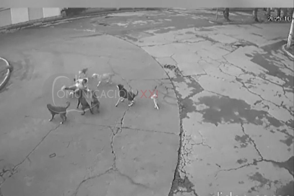 ataque de jauria de perros