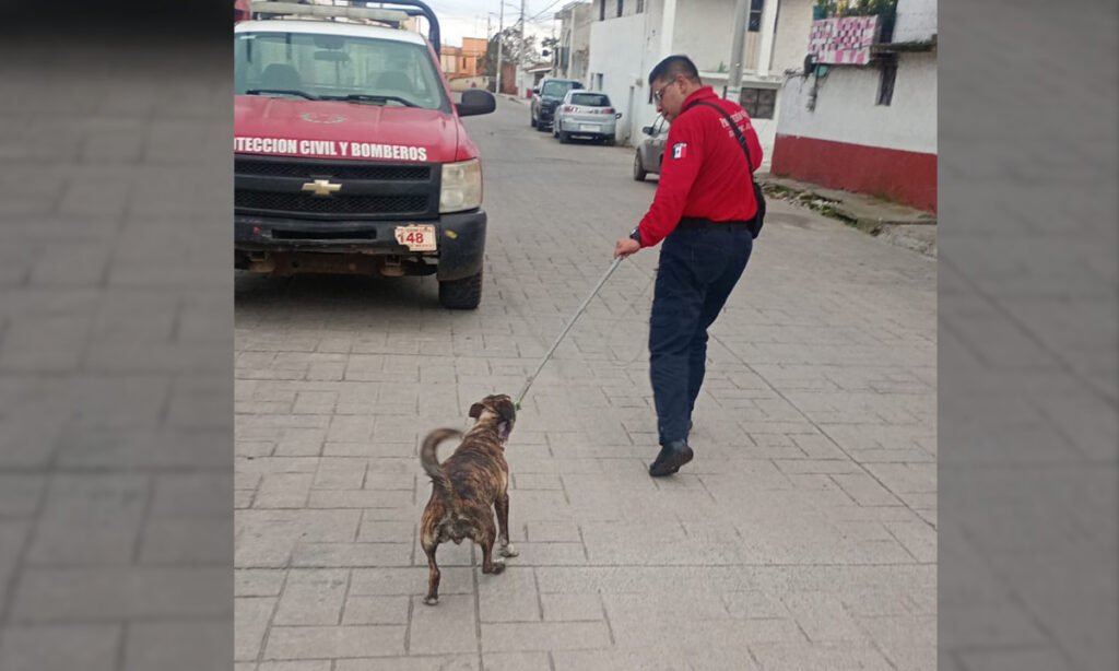 jilotepec-rescata-a-perrita-y-sus-cachorros-en-el-deni