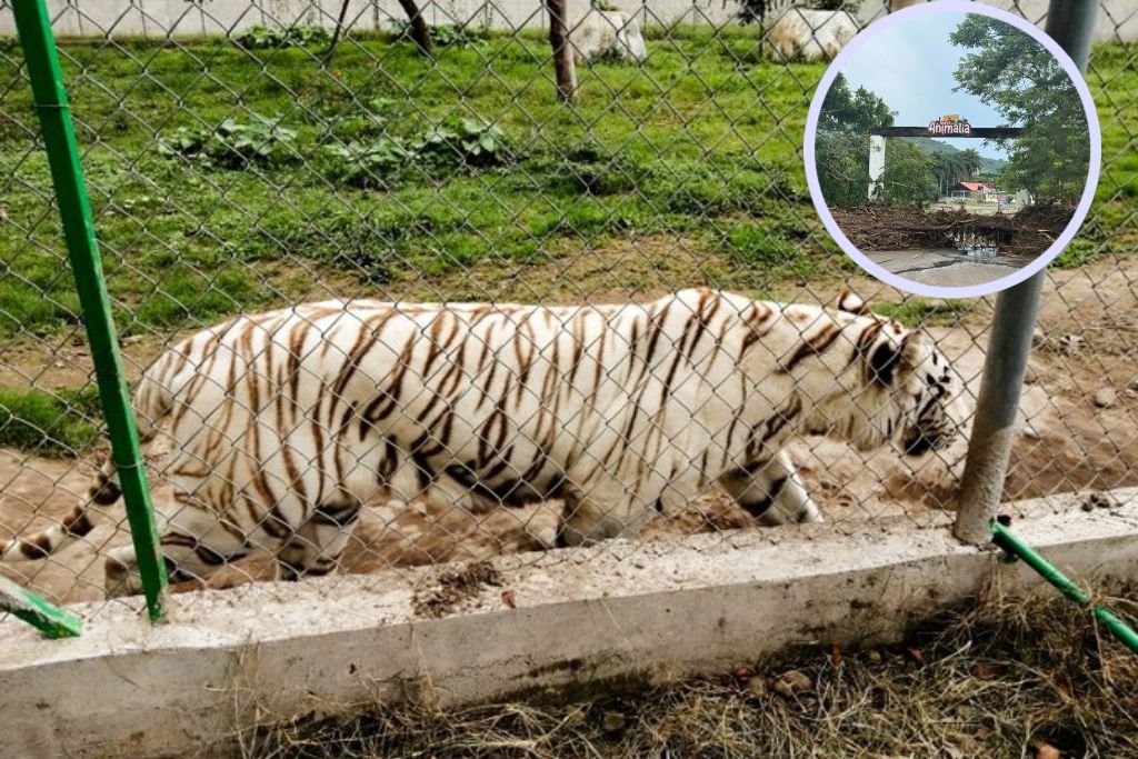 muere tigre de bengala