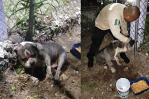 perrito maltratado ecatepec