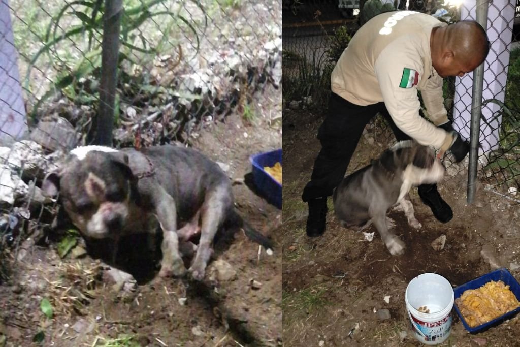 perrito maltratado ecatepec
