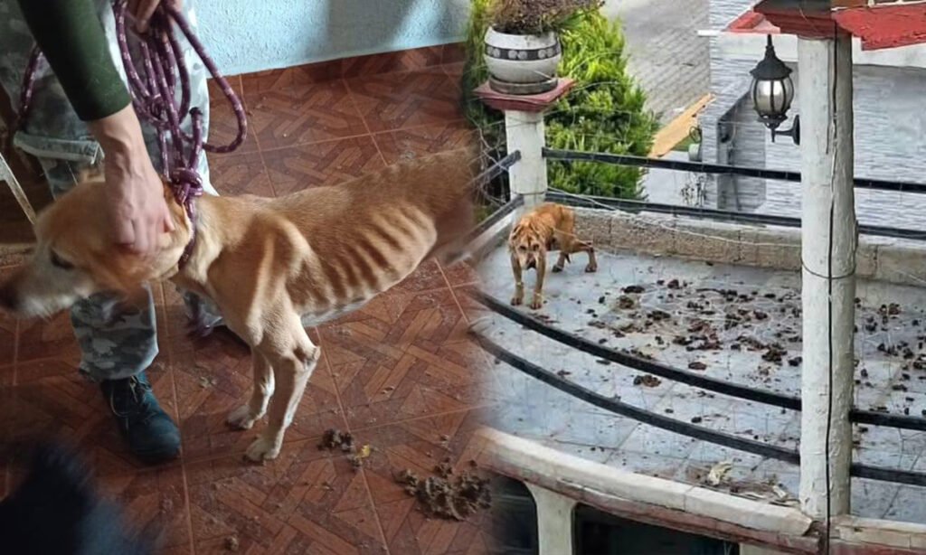 rescatan-a-18-perros-victimas-de-maltrato-en-cuautitlan-izcalli