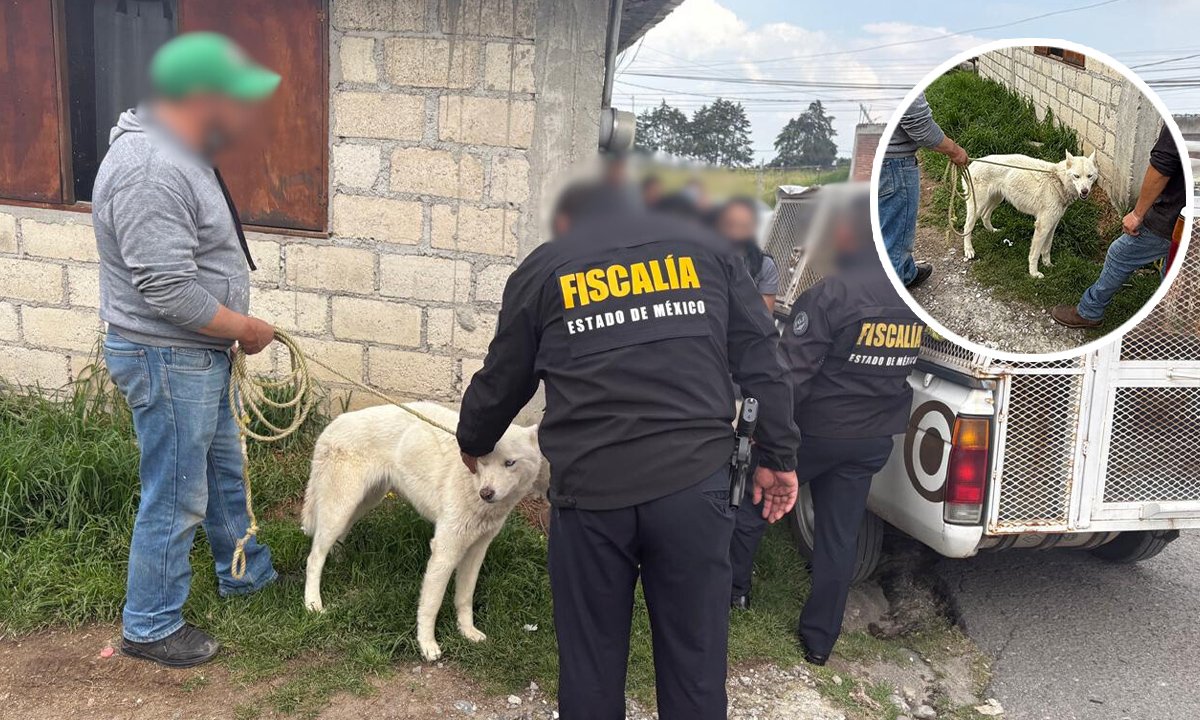 rescatan-dos-perros-husky-maltratados-toluca