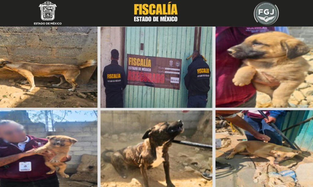 Aseguran inmueble y salvan seis perros en Operativo en Tultitlán