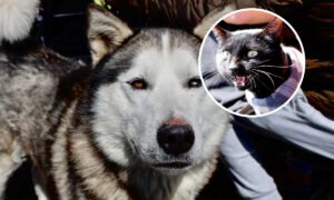 Ocoyoacac supera las 6 mil atenciones veterinarias en 2025