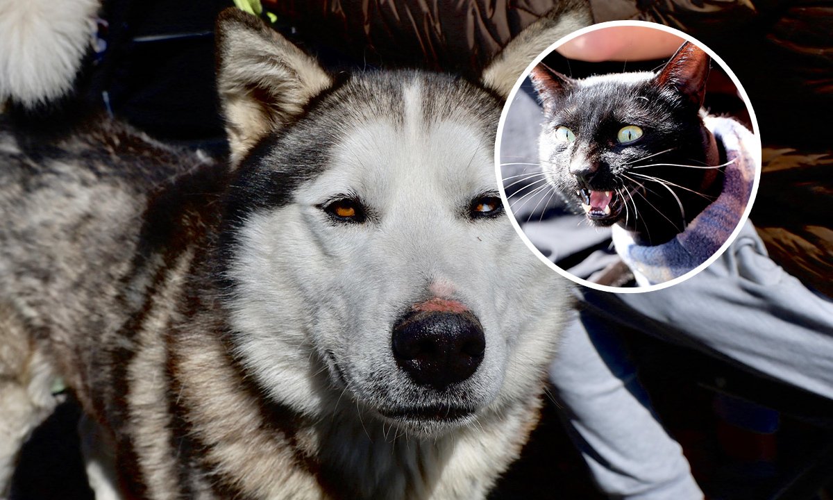 Ocoyoacac supera las 6 mil atenciones veterinarias en 2025