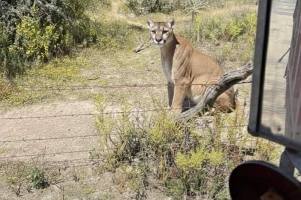avistan a un puma