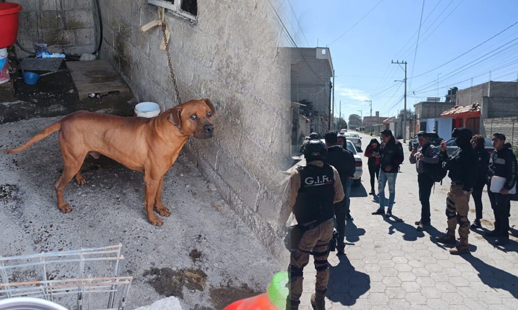 Metepec atiende caso de maltrato animal y rescata a perro