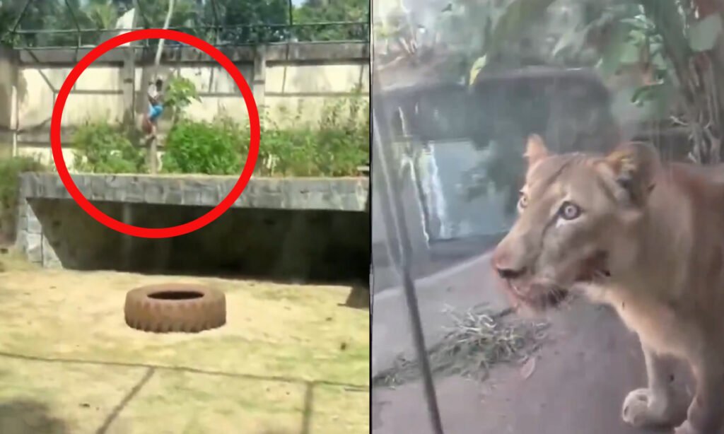 VIDEO - Joven de 19 años muere por ataque de leona en zoológico