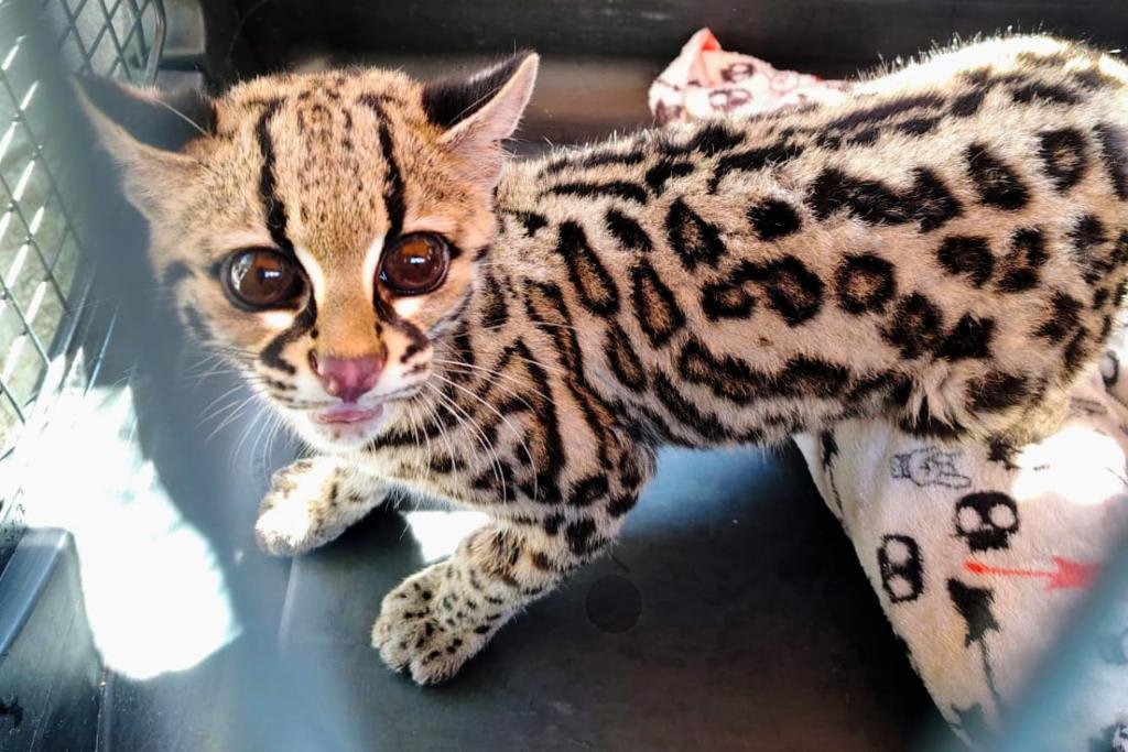 lo tenían como gato doméstico