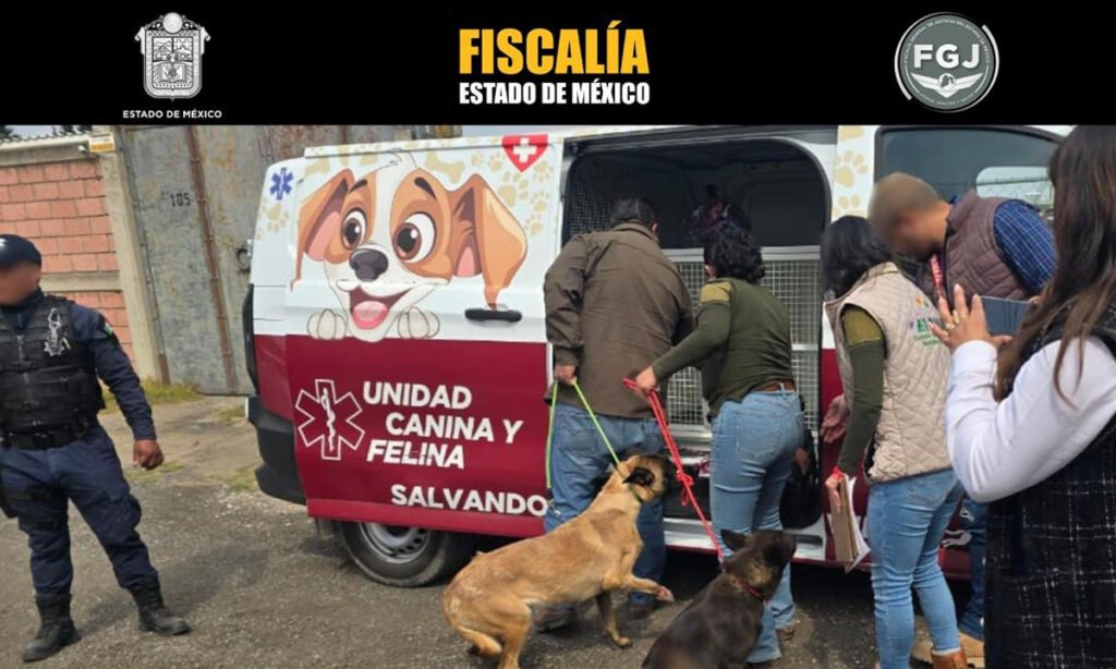 Dos perros rescatados de cruel abandono en Toluca