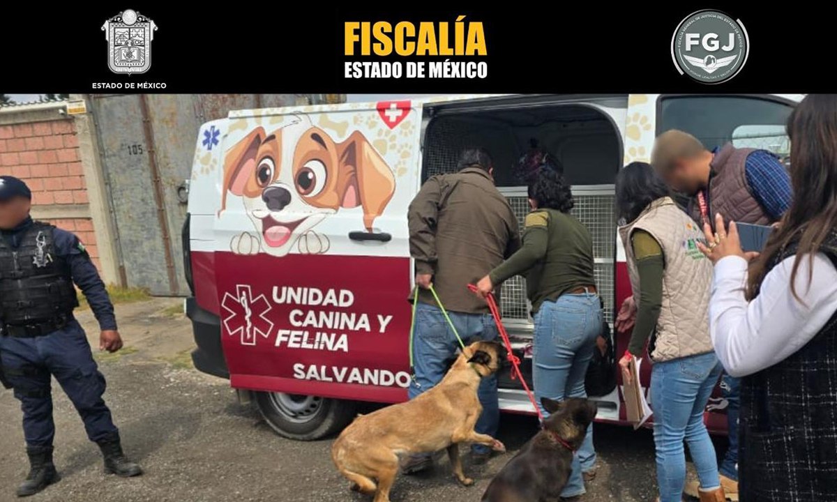 Dos perros rescatados de cruel abandono en Toluca