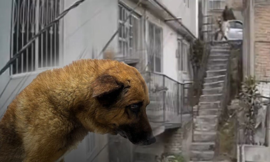 Intentó matar a "Lobito" lanzándolo por una escalera de 15 metros, en Naucalpan