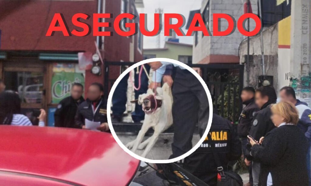 Rescatan-a-labrador-maltratado-tras-denuncia,-en-Lerma