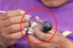 San Mateo Atenco celebra la Expo-Venta del Día de la Candelaria 2026