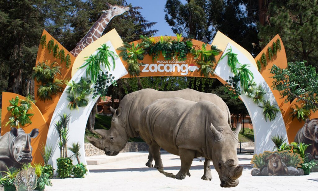 Zacango sube la velocidad con exposición histórica de camionetas