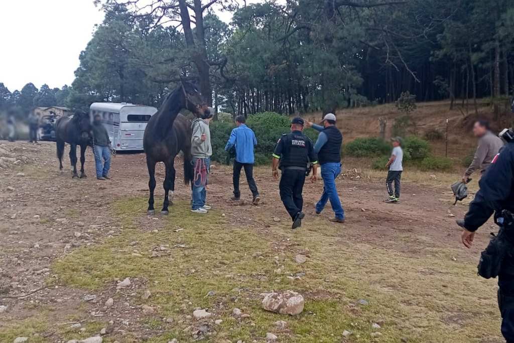 caballo del ejercito