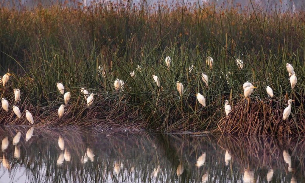 Conoce el Bordo Las Maravillas, humedal universitario en Toluca
