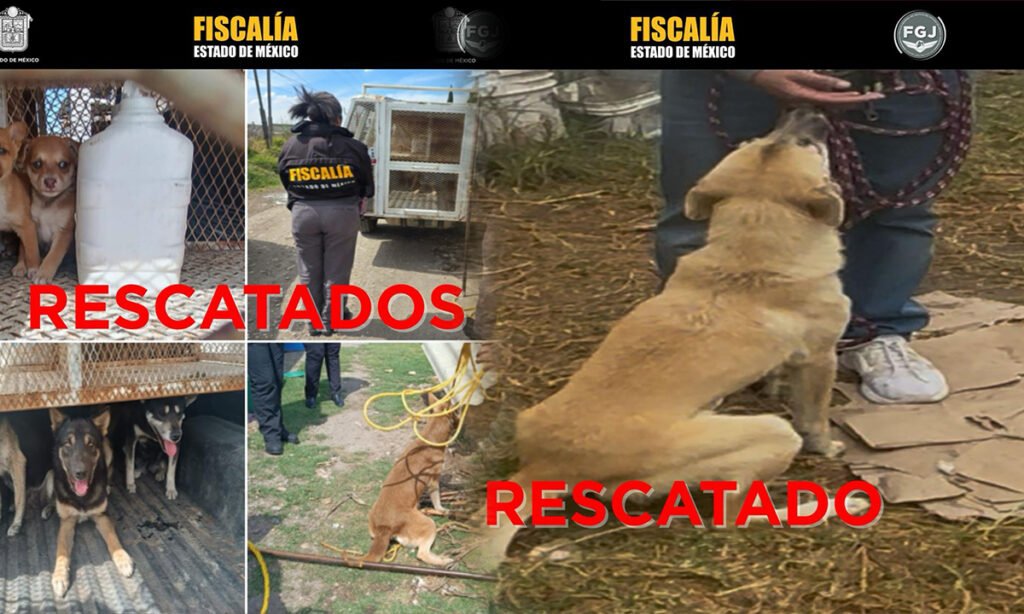 Edomex rescata a 9 perros maltratados en Toluca y Otzolotepec