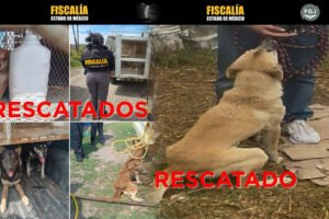 Edomex rescata a 9 perros maltratados en Toluca y Otzolotepec