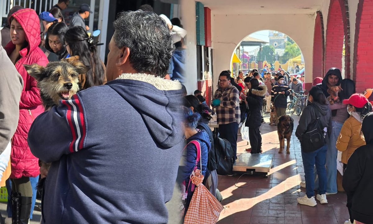 Mega jornada animal en Toluca: perros y gatos reciben atención médica