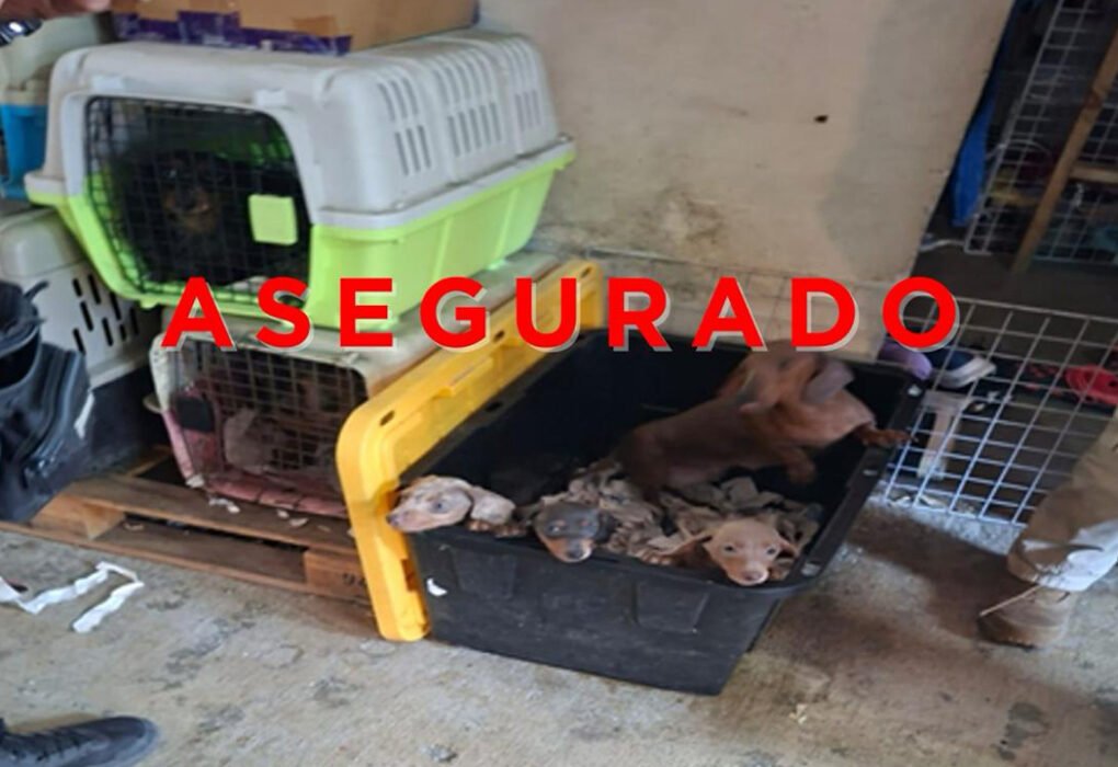 Rescate masivo en Tultepec: 102 animales asegurados en cateo