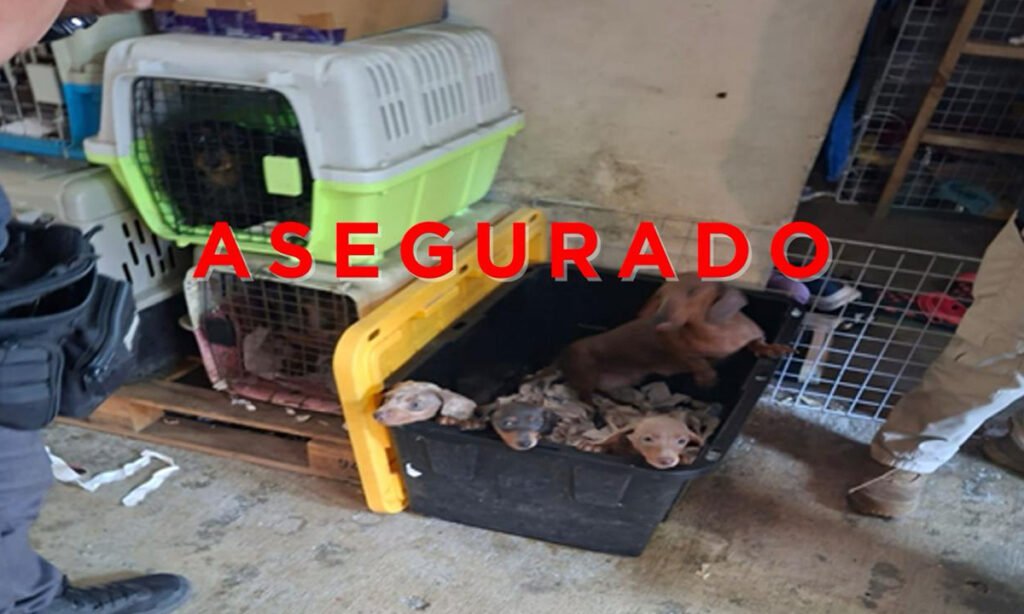 Rescate masivo en Tultepec: 102 animales asegurados en cateo