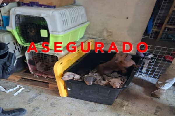 Rescate masivo en Tultepec: 102 animales asegurados en cateo