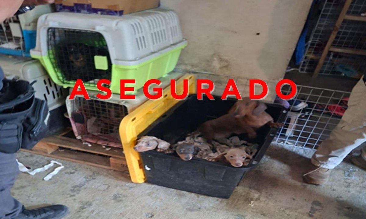 Rescate masivo en Tultepec: 102 animales asegurados en cateo
