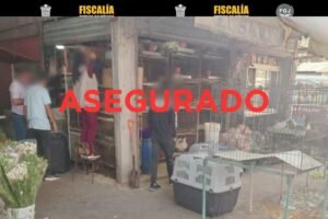 venta ilegal de animales