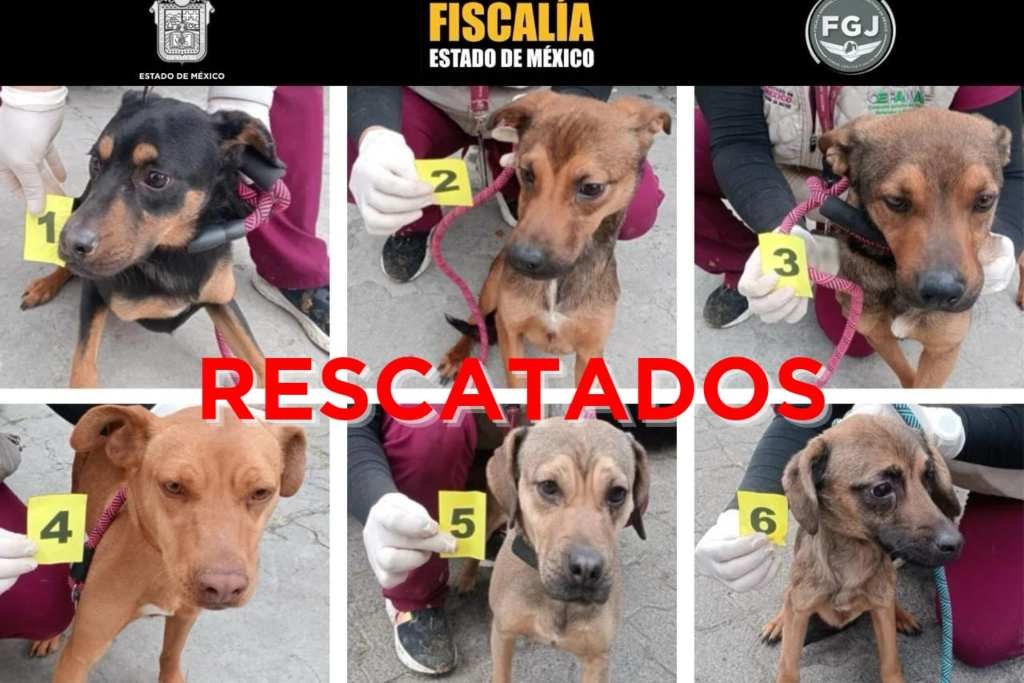 rescate animal en Edomex