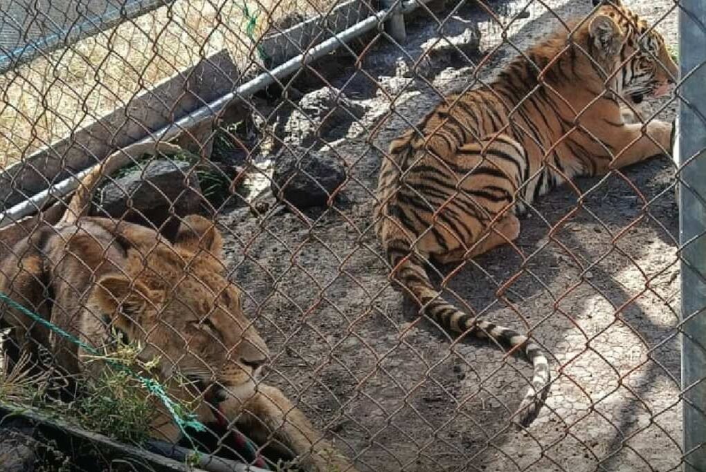 los animales estaban en pésimas condiciones