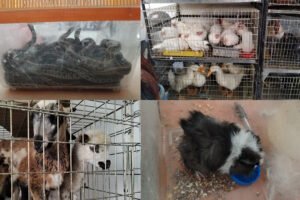 Fueron más de 900 los animales rescatados en Ecatepec