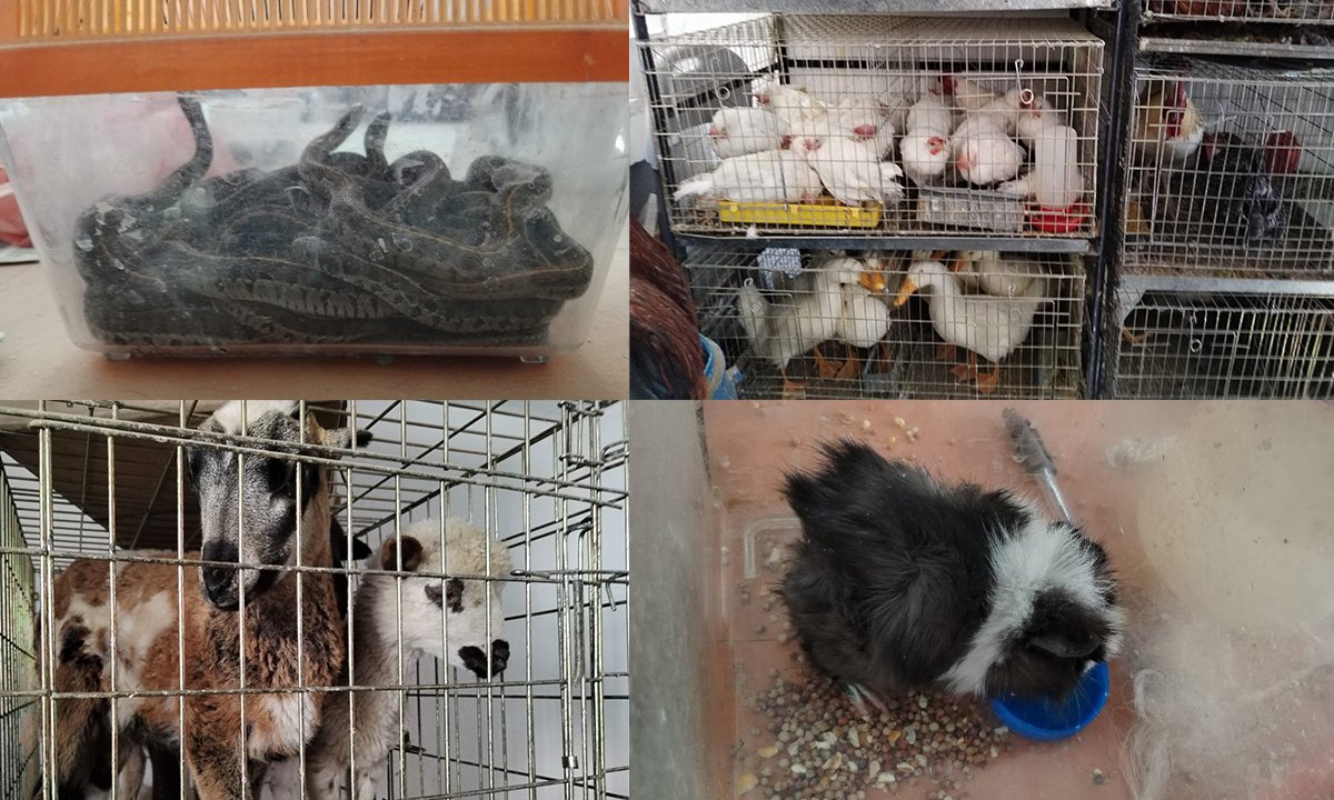Fueron más de 900 los animales rescatados en Ecatepec