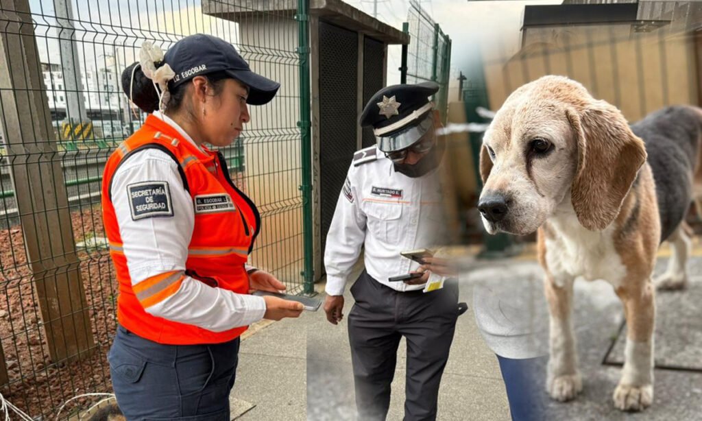 Perrito “orejón” regresa a casa tras ser hallado en una vialidad de Toluca.