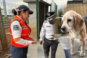 Perrito “orejón” regresa a casa tras ser hallado en una vialidad de Toluca.