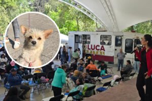 Perros y gatos reciben atención en la Alameda de Toluca