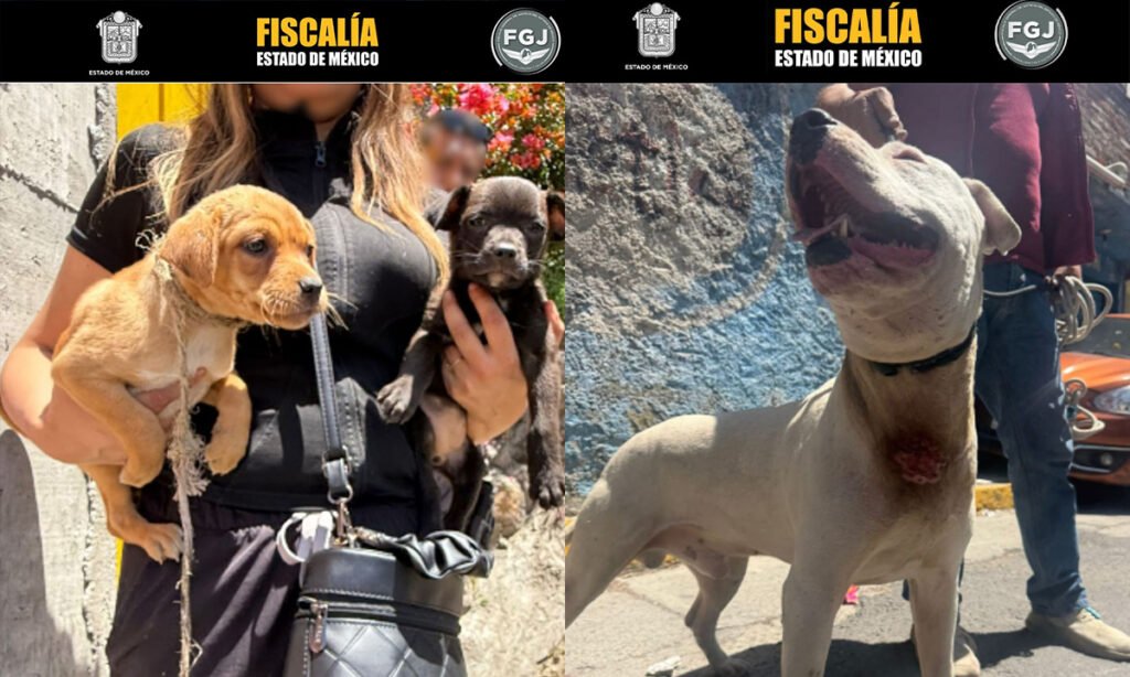 Siete perros asegurados en operativo en Edomex