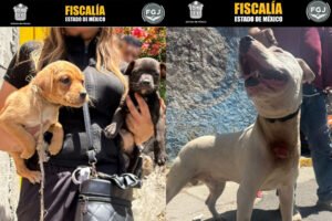 Siete perros asegurados en operativo en Edomex