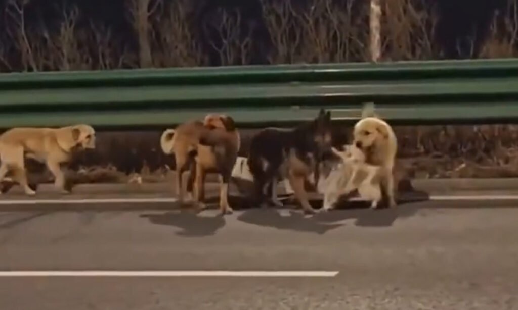 Siete perros fueron secuestrados para comerlos, pero escaparon