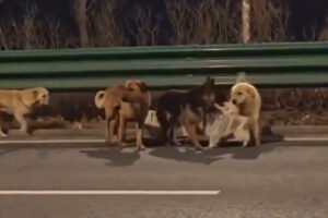 Siete perros fueron secuestrados para comerlos, pero escaparon