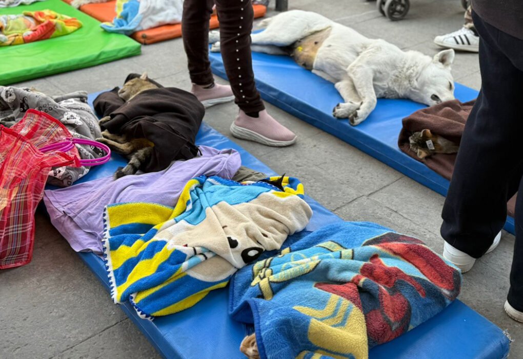 Toluca: Jornada de esterilización y vacunación llega a San Cristóbal Huichochitlán