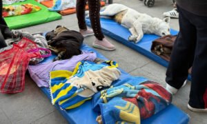 Toluca: Jornada de esterilización y vacunación llega a San Cristóbal Huichochitlán